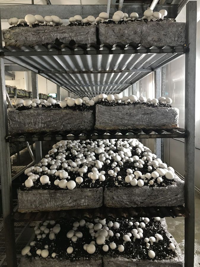 Mushroom Farming Course